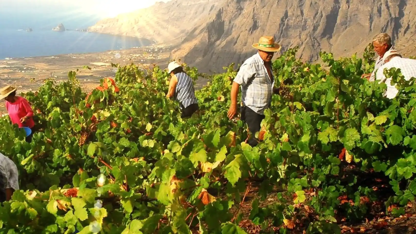 Vinos de El Hierro